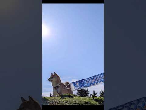 柴犬とん君、地元で開催されてる鯉のぼりフェスに行ってきたよ🎏　柴犬　柴犬とん サムネイル