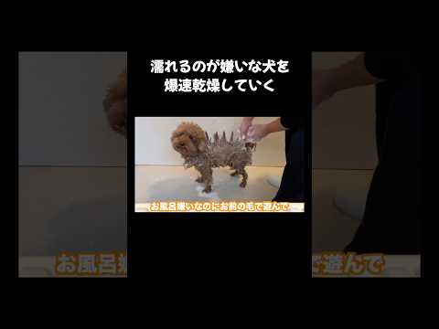 濡れるのが嫌いな犬を爆速乾燥していく。【トイプードル】 サムネイル