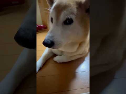 柴犬福 少し怪しい肉球犯🤣Why here🤣shorts 柴犬 japanesedog shibainu funny… サムネイル