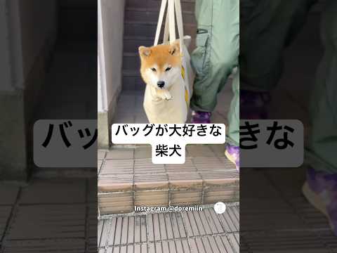 バッグに入るのが大好きすぎる柴犬、運ばれる姿が可愛い　　柴犬　犬　面白い　犬のいる暮らし かわいい犬 サムネイル