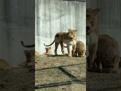 shorts 全頭を見回るシルク母さん😊　ライオン　のんほいパークにて　2026年2月13日 サムネイル