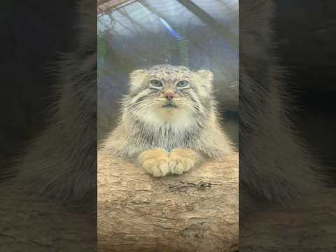 shorts あなた今日来るの遅かったわねっと言ってそうなアズちゃん😅　マヌルネコ　神戸どうぶつ王国にて　2025年1… サムネイル