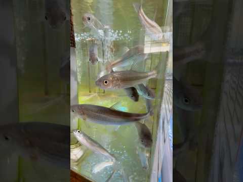 shorts ほんもろこ　　仮想すし処湧水　山梨県立富士湧水の里水族館にて　2026年2月21日 サムネイル