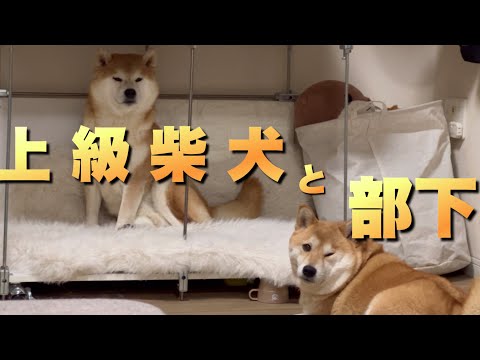 新設されたベッドを真っ先に使用して、気分はもう王様な上級柴犬 サムネイル