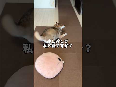 不測の事態にあわてふためく柴犬