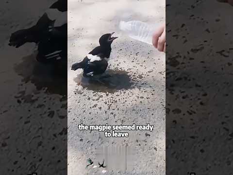Why Does This Man Get Surprising Gifts from a Magpie Every… サムネイル