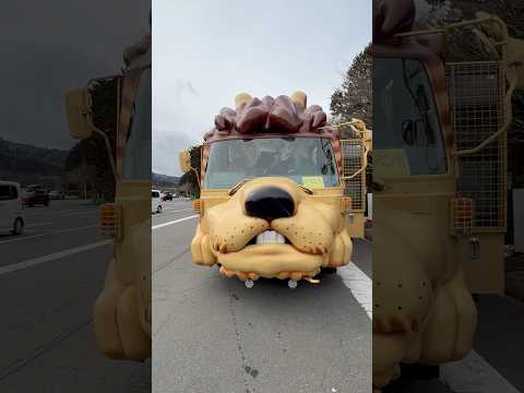 shorts ジャングルバス　ライオン号🦁　富士サファリパーク　2026年2月20日 サムネイル