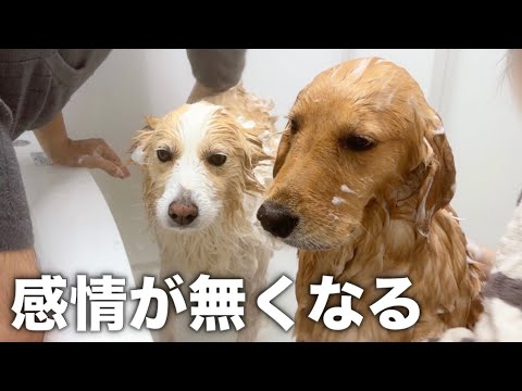お風呂が嫌いすぎて感情を無くしてしまった犬...【ボーダーコリー・ゴールデンレトリバー】 サムネイル