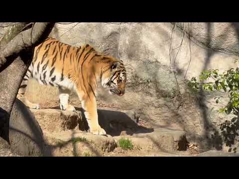 先に帰った筈のローラさん ソーンさんを起こして連れて来る様言うわれたか？戻って来る　アムールトラ　浜松市動物園にて　2…