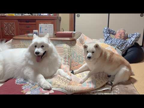 大好きな母がいない夜、寂しがる柴犬に寄り添って慰めてくれる優しいサモエド サムネイル