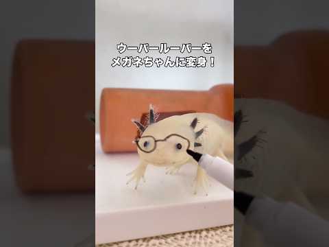 ウーパールーパーをメガネちゃんに変身させるチャレンジ ウーパールーパー axolotl 眼鏡 shorts サムネイル