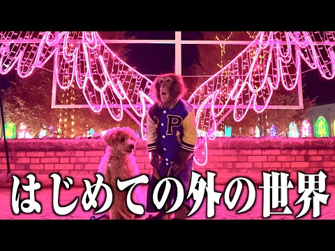 はじめて動物園の外に出てイルミネーションを見たお猿さんの反応可愛すぎ！ サムネイル