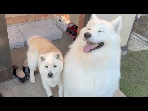 可愛くて自慢の姉柴犬を連れて、行列のできる朝ご飯を食べに来たサモエド。