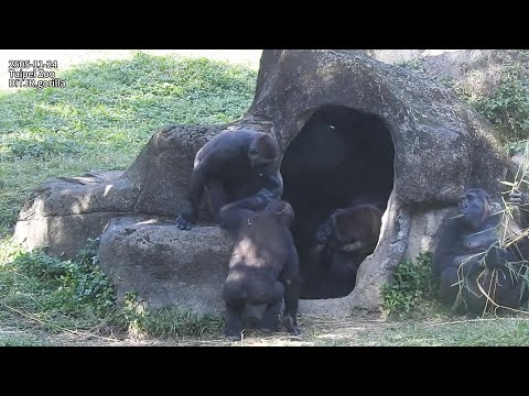 Gorilla D'jeeco family 吃午餐。午休 / Jabali Ringo 追逐。邊吃邊玩  2025-… サムネイル