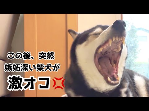 この後、突然オジイ柴犬のジェラシー爆発！ サムネイル
