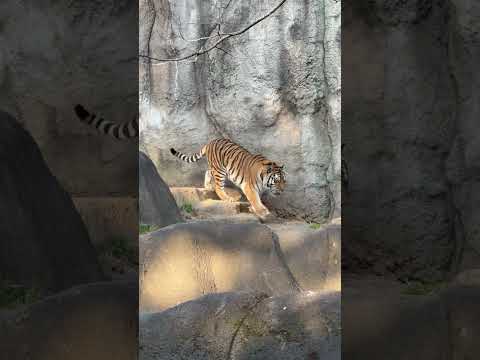 shorts 閉園時間前のサーシャちゃん　アムールトラ　浜松市動物園にて　2026年3月15日