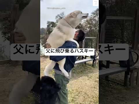 父が好きすぎて飛び乗るハスキー　犬　ハスキー　大型犬　犬のいる暮らし かわいい サムネイル