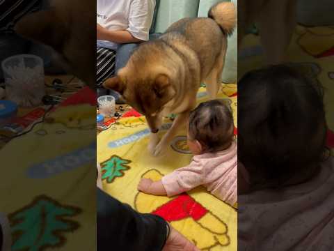 ホリホリで赤ちゃんを喜ばせる柴犬 サムネイル