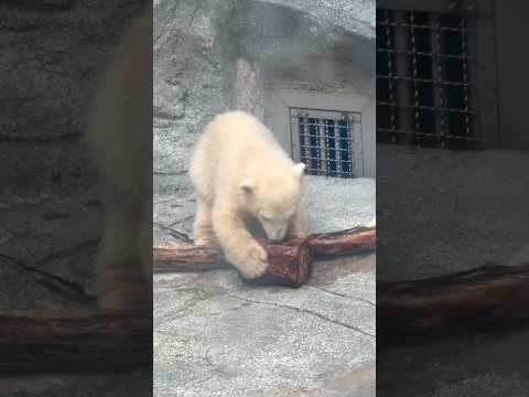 shorts モモ太くんとモモちゃん親子🐻‍❄️ 上の展示窓から　  ホッキョクグマ　秋田県男鹿水族館GAOにて202… サムネイル