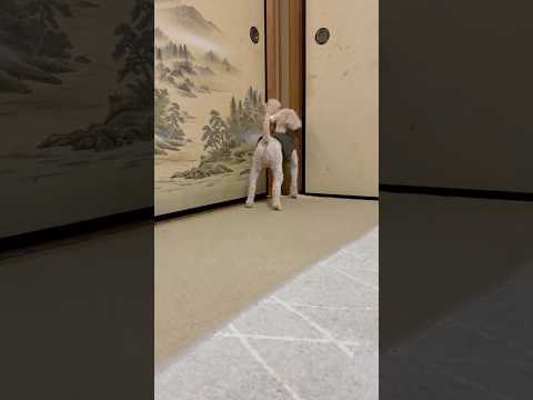 shorts 外に出たい❣️タローちゃん　トイプードル　2026年1月21日 サムネイル