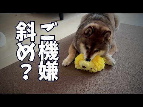 どうして荒ぶる？飼い主おじさんが柴犬に理由を聞いみてたら・・・ サムネイル