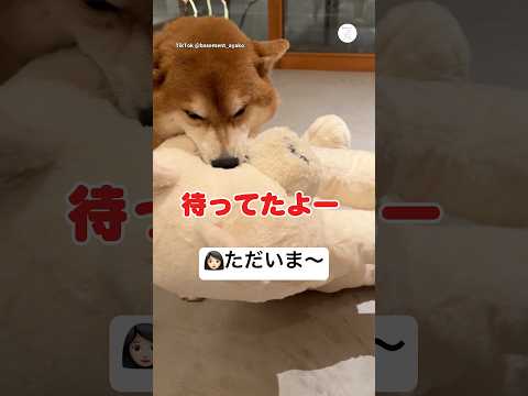 大事そうに連れてくる“大きなお友達” 柴犬　犬　かわいい犬 犬のいる暮らし 癒し サムネイル