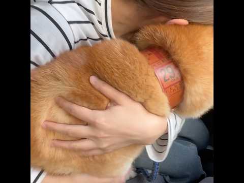 柴犬福 姉に免許センター通わなきゃと言われちゃう柴犬🤣Sis and Shiba🤣姉と柴 shorts 柴犬 japa…