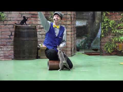 なかなか見れない猫によるショー ザ・キャッツ　ビデオ 版　那須どうぶつ王国にて　2026年4月26日 サムネイル