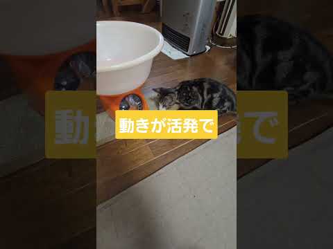 【祝1.5kg超】今日のキビ。体重1510g cat kitten 猫 子猫 仔猫 子猫の体重 ibukikohaku… サムネイル