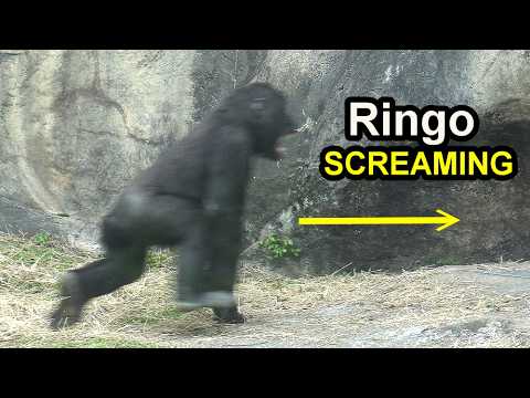 Gorilla Ringo Screaming, D'jeeco w/Tayari,Iriki,Jabali play…