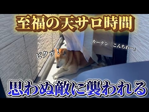 柴犬福 穏やかに天サロを楽しんでいたらカーテンに襲撃された柴犬🤣Shiba-Sunburn🤣 サムネイル