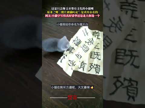 這是只會舞文弄墨有文化的小貓咪 原來「唯一照片被貓叼走」是真實存在的 貓 可愛 有趣 萌寵 cat cute funn… サムネイル