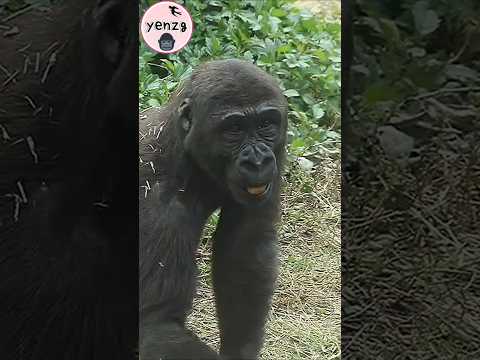 adorable gorilla Ringo💕 taipeizoo 金剛猩猩 台北市立動物園 cuteanimals… サムネイル