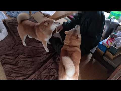 2ヶ月ぶりにお爺ちゃんと会うモモさん達の反応 サムネイル