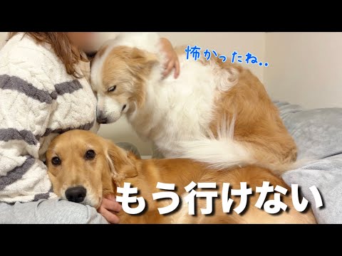 犬と散歩中に追いかけられて怖かった...【ボーダーコリー・ゴールデンレトリバー】 サムネイル