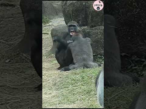搞笑的母子Tayari,Jabali😆 gorilla gorillatag taipeizoo 金剛猩猩 台北市立動… サムネイル