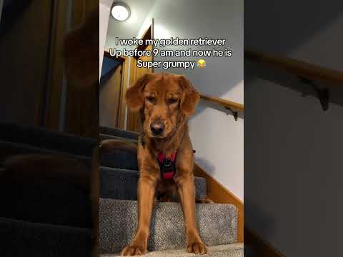 I intentionally make him grumpy 😂 サムネイル