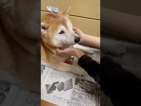 柴犬福 姉に小鳥いじりされちゃう柴犬🤣Sis and Shiba🤣姉と柴 shorts 柴犬 shibainu jap…