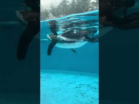 shorts フンボルトペンギン 大森山動物園 IMG 3996