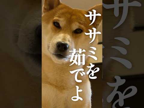 柴犬の国「毛国」 サムネイル