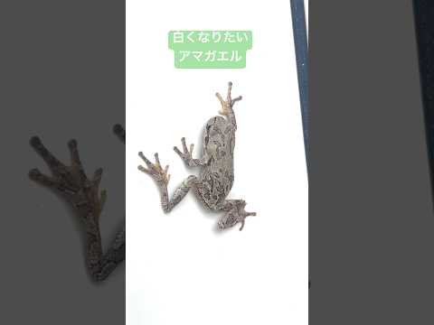 白くなりたいアマガエル A tree frog that wants to turn white. カエル アマガエル サムネイル