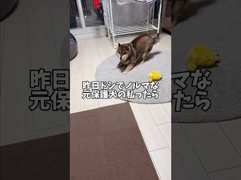 元保護犬🐕がイオンでの買い物をやめた理由… サムネイル