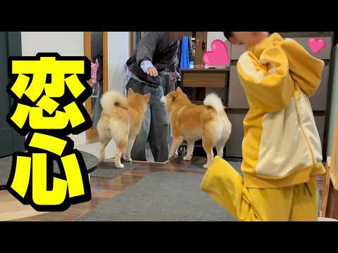 娘の恋の衝撃新事実を目の当たりにし落ち込むパパを慰める柴犬姉妹 サムネイル