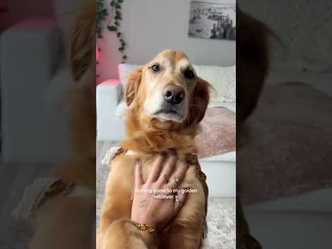 coming home to my golden retriever🥵goldenretreivers dog pup… サムネイル