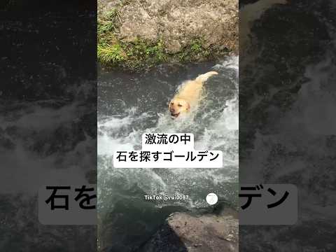 激流の中で石を探すゴールデンレトリバー　　　ゴールデンレトリバー　大型犬　犬　かわいい　可愛い犬 サムネイル