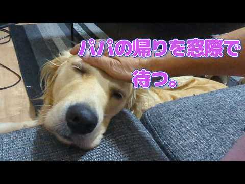 パパの帰りを窓際でずっと待つ大型犬。ゴールデンレトリバーティト