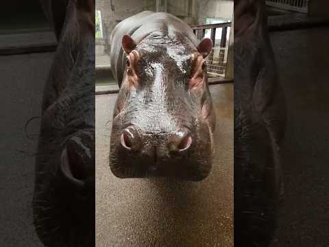 ちかすぎ　#東武動物公園#動物#動物園#zoo #癒し#カバ#ちかすぎ サムネイル