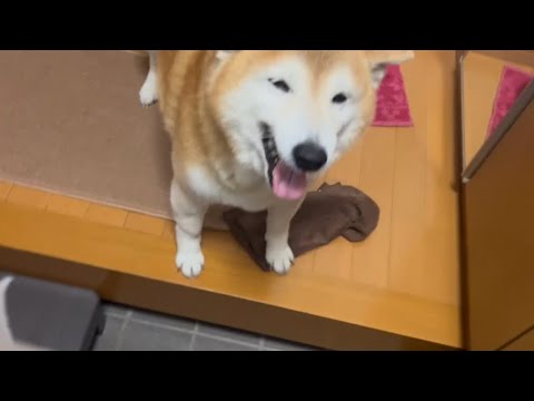 柴犬福 父と母を笑ってお出迎えする柴犬🤣Welcome Shiba🤩 サムネイル