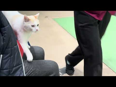 タルトくんお膝サンポ♪ なかなか見れない猫によるショー ザ・キャッツ　那須どうぶつ王国にて　2025年1月9日 サムネイル