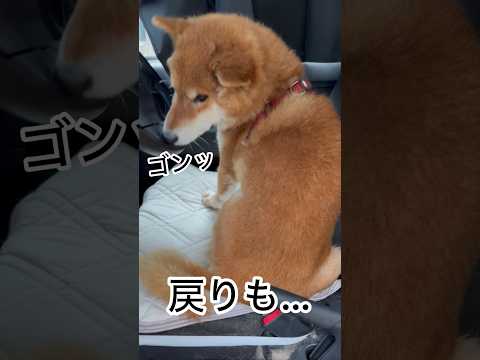 ’26.6.7 力丸の長い鼻… 柴犬 shibainu 柴犬のいる暮らし 柴犬の日常 車中泊犬 力丸 サムネイル